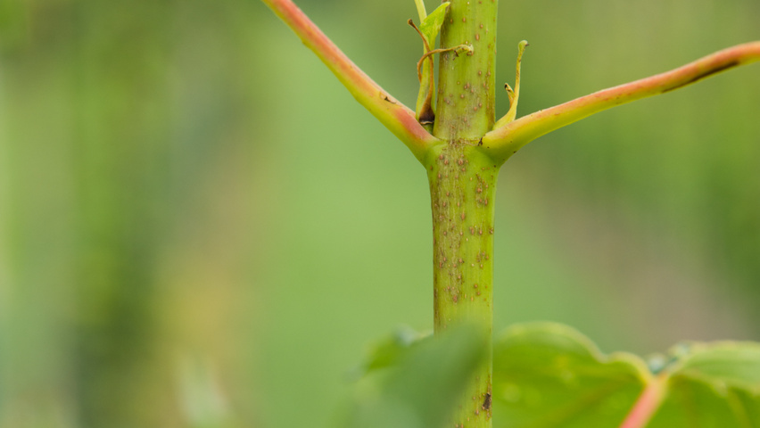 Acer pseudoplatanus 'Wilhelmina' twijgen