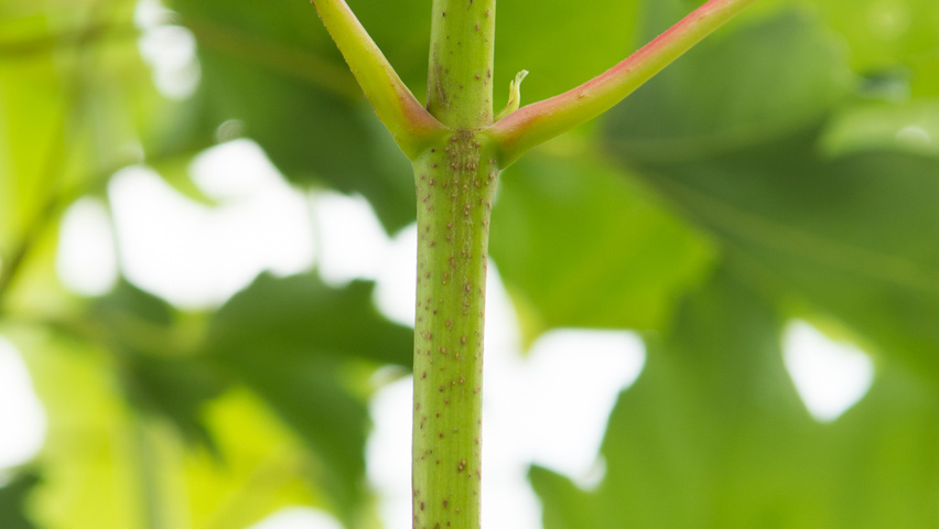 Acer pseudoplatanus 'Wilhelmina' twijgen