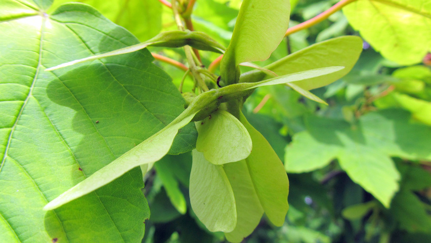 Acer pseudoplatanus 'Worley' fruits