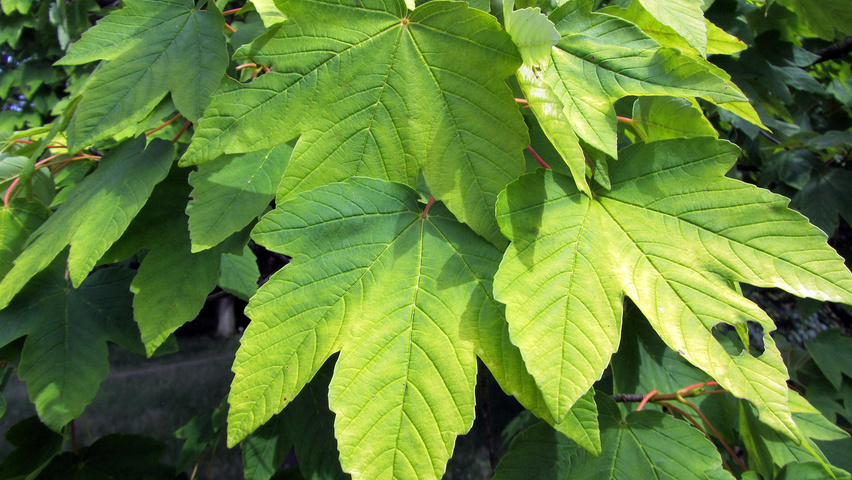Acer pseudoplatanus 'Worley' Feuilles