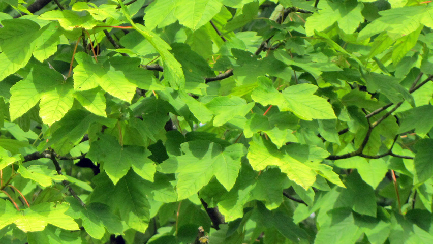 Acer pseudoplatanus 'Worley' Feuilles