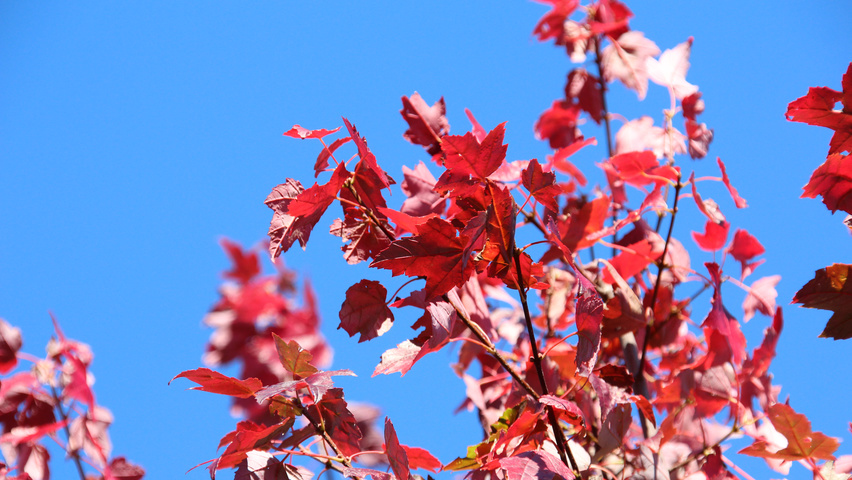 Acer rubrum 'Autumn Flame' осенняя  листьев