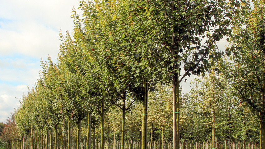 Acer rubrum 'Autumn Flame' Деревья с высоким стволом (стандарт)