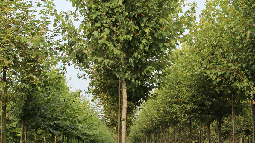 Acer rubrum 'Autumn Flame' Деревья с высоким стволом (стандарт)