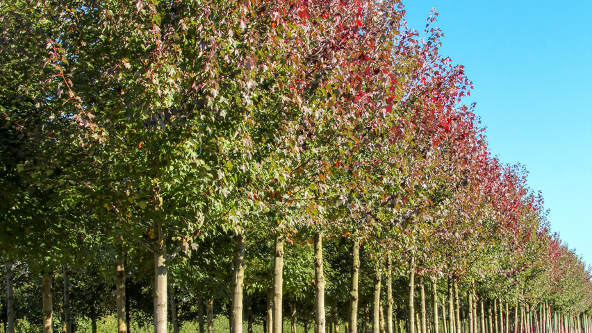 Acer rubrum 'Autumn Flame' Деревья с высоким стволом (стандарт)