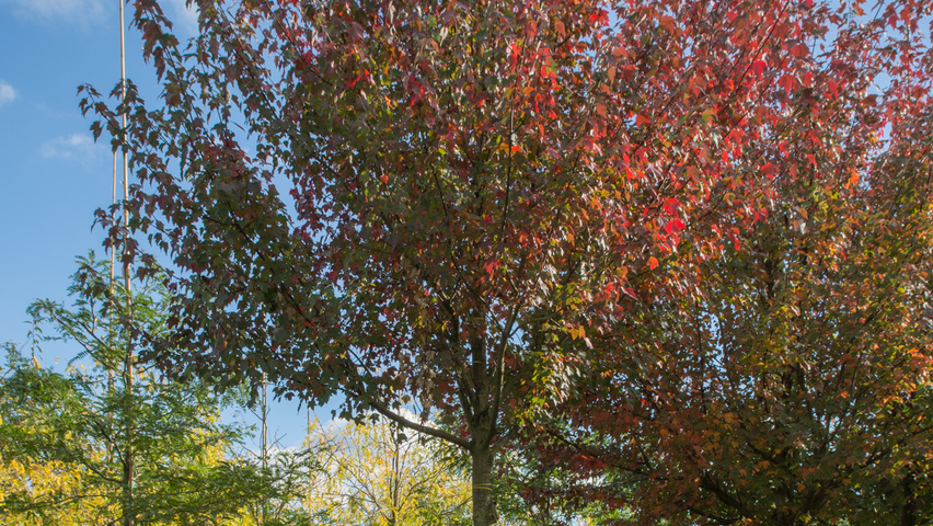 Acer rubrum 'Autumn Flame' Деревья с высоким стволом (стандарт)