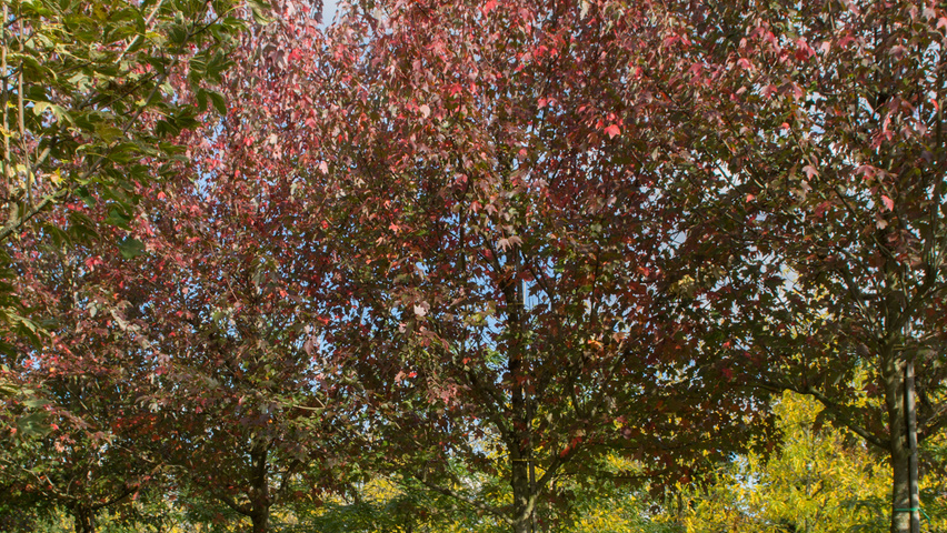 Acer rubrum 'Autumn Flame' Деревья с высоким стволом (стандарт)