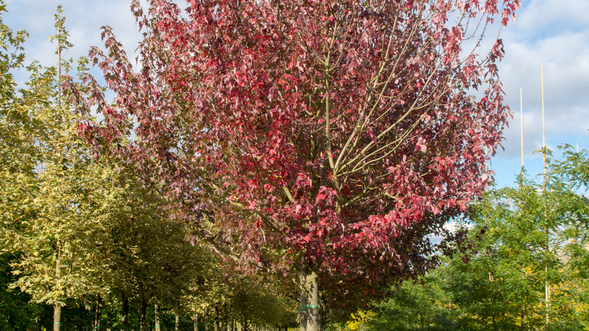 Acer rubrum 'Autumn Flame' Деревья с высоким стволом (стандарт)