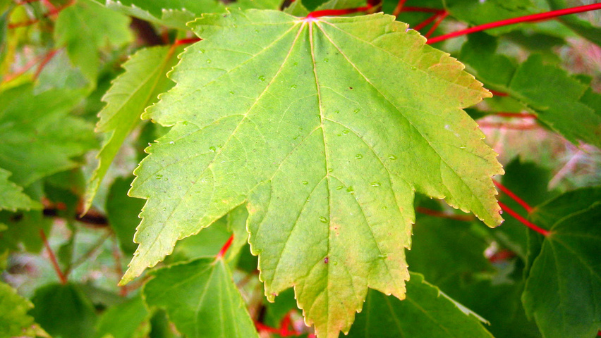 Acer rubrum 'Autumn Flame' листья
