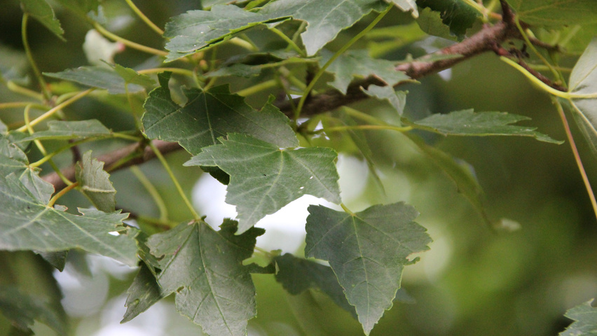 Acer rubrum 'Autumn Flame' листья