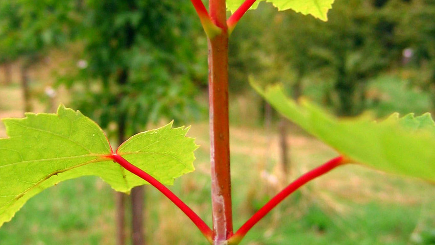 Acer rubrum 'Autumn Flame' ветви