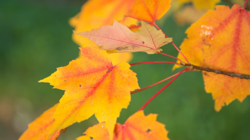 Acer rubrum autumn leaves
