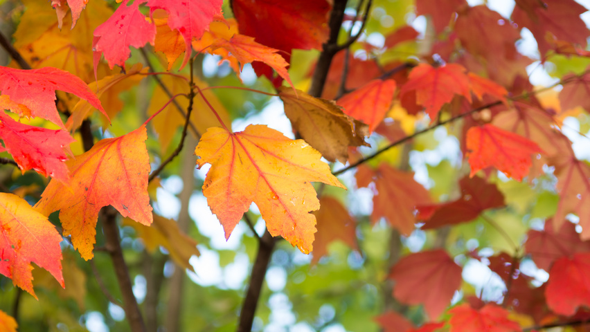 Acer rubrum autumn leaves