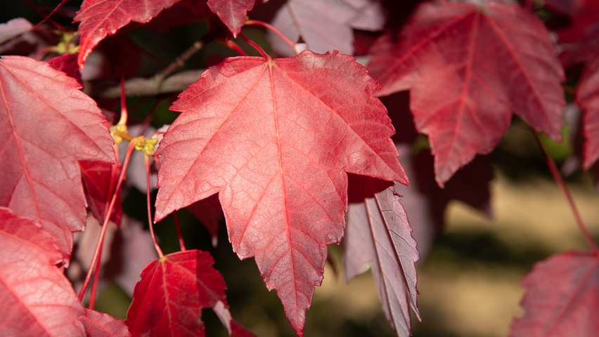 Acer rubrum autumn leaves