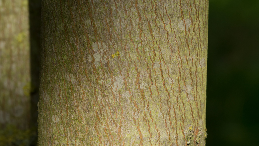 Acer rubrum bark