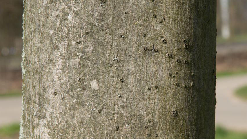 Acer rubrum bark