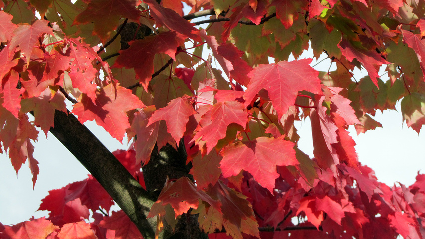 Acer rubrum 'Brandywine' herfstblad