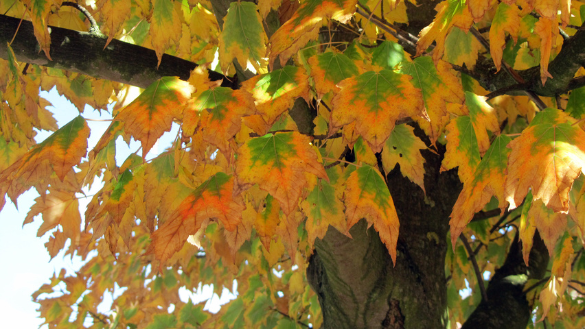 Acer rubrum 'Brandywine' herfstblad