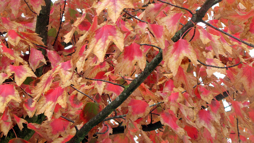 Acer rubrum 'Brandywine' herfstblad