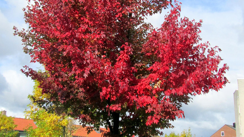 Acer rubrum 'Brandywine' hoogstam