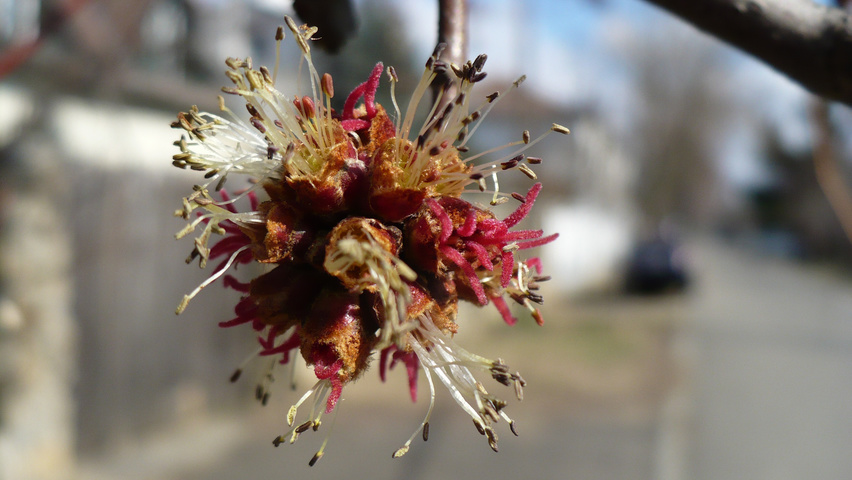 Acer rubrum flowers