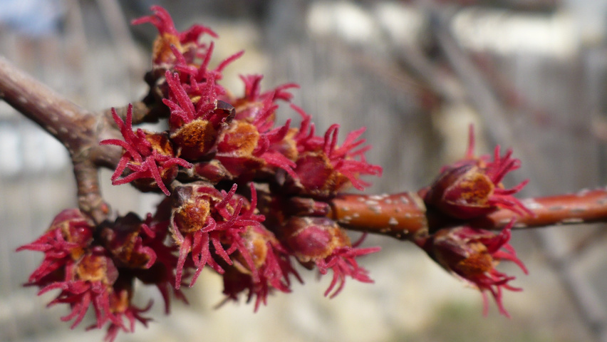 Acer rubrum flowers