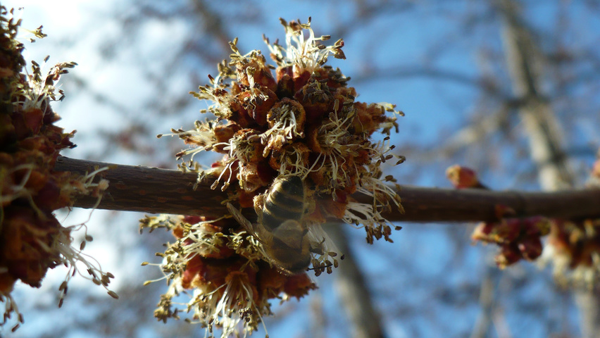 Acer rubrum flowers