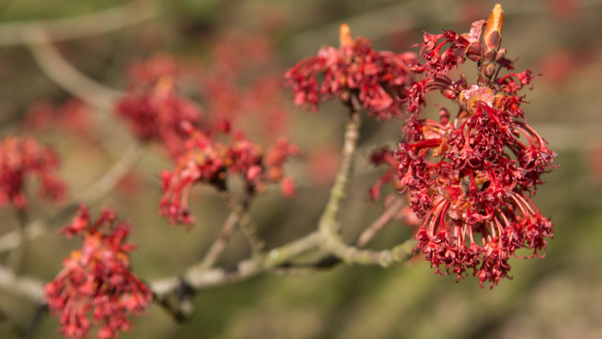 Acer rubrum flowers