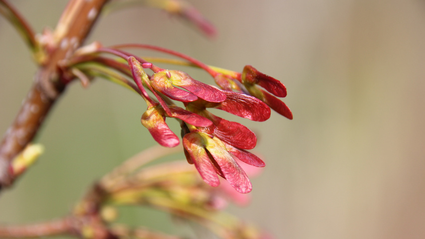 Acer rubrum fruits