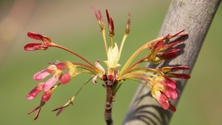 Acer rubrum fruits