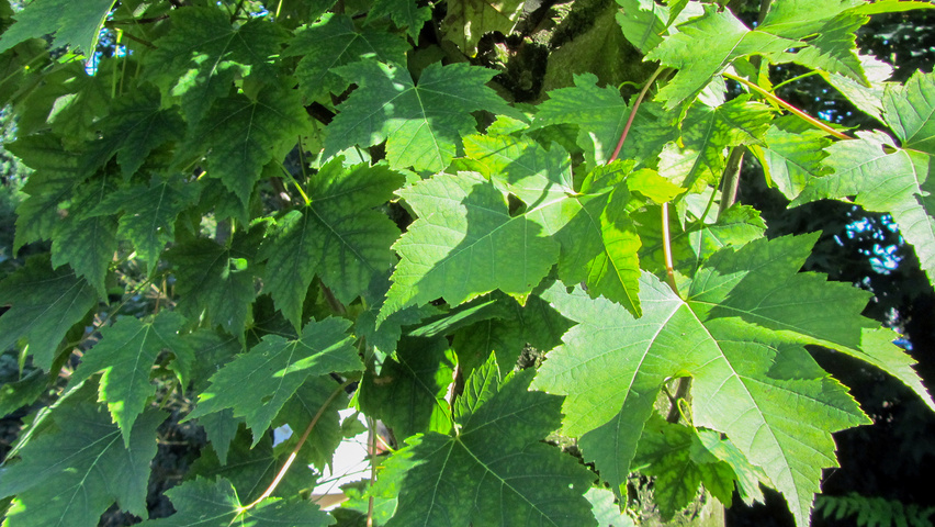 Acer rubrum 'Gerling' blad