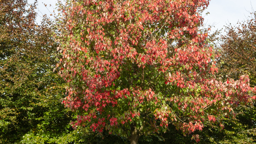 Acer rubrum standard tree