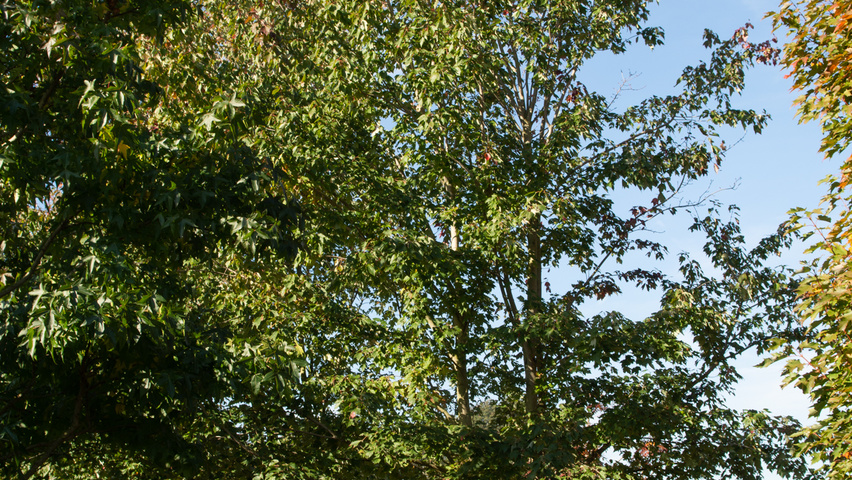 Acer rubrum multi-stem