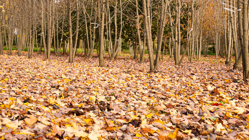 Acer rubrum 'Karpick' autumn leaves