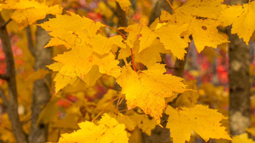 Acer rubrum 'Karpick' autumn leaves