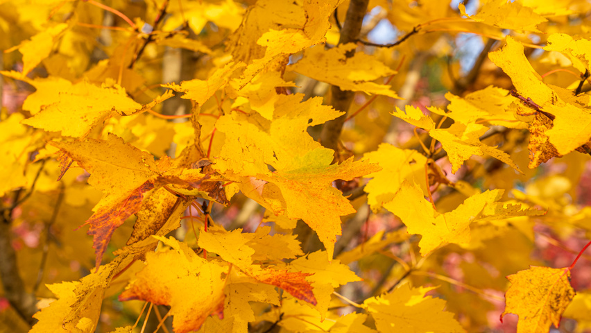 Acer rubrum 'Karpick' autumn leaves