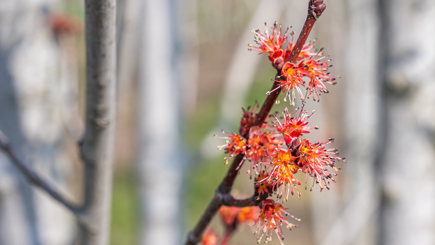 Acer rubrum 'Karpick' flowers
