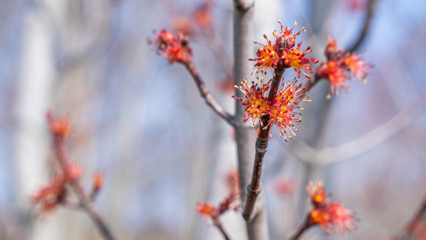 Acer rubrum 'Karpick' flowers