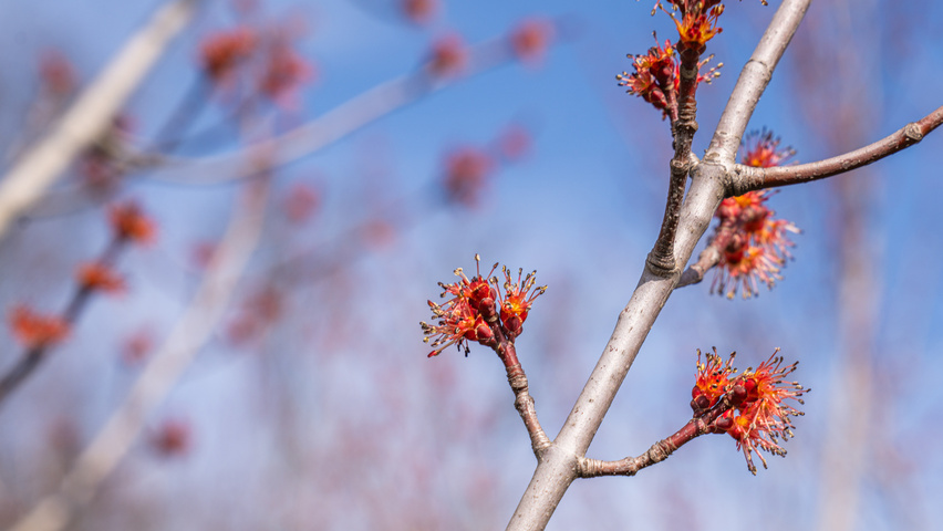 Acer rubrum 'Karpick' flowers