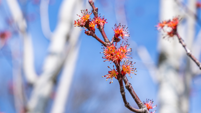Acer rubrum 'Karpick' flowers