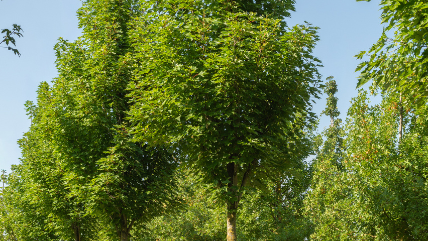 Acer rubrum 'Karpick' standard tree