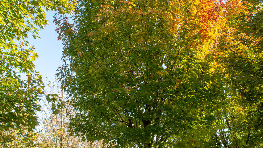 Acer rubrum 'Karpick' standard tree