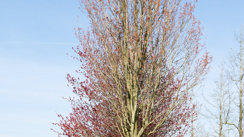 Acer rubrum 'Karpick' standard tree