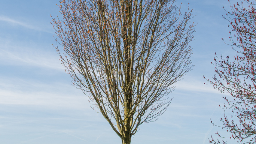 Acer rubrum 'Karpick' standard tree