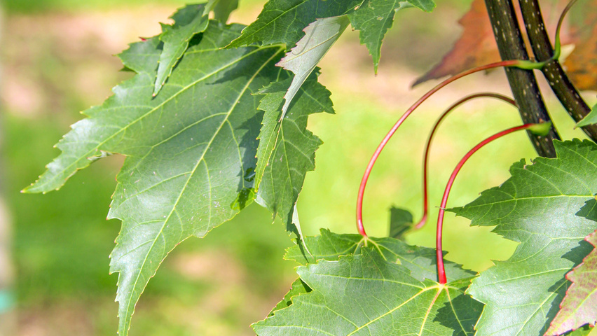 Acer rubrum 'Karpick' leaves