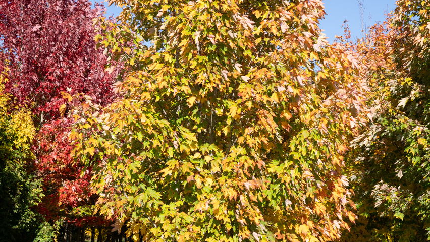Acer rubrum 'Karpick' multi-stem