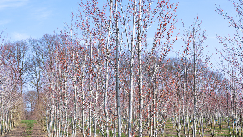 Acer rubrum 'Karpick' multi-stem