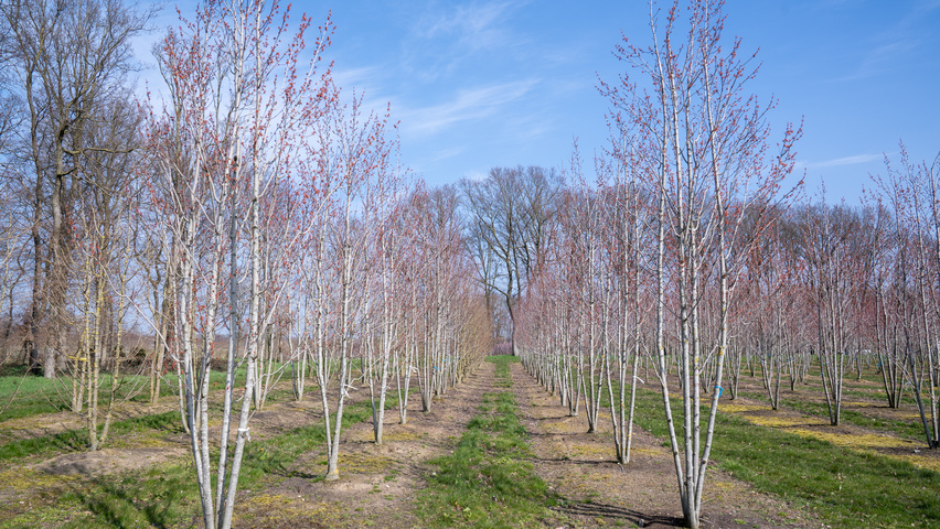 Acer rubrum 'Karpick' multi-stem