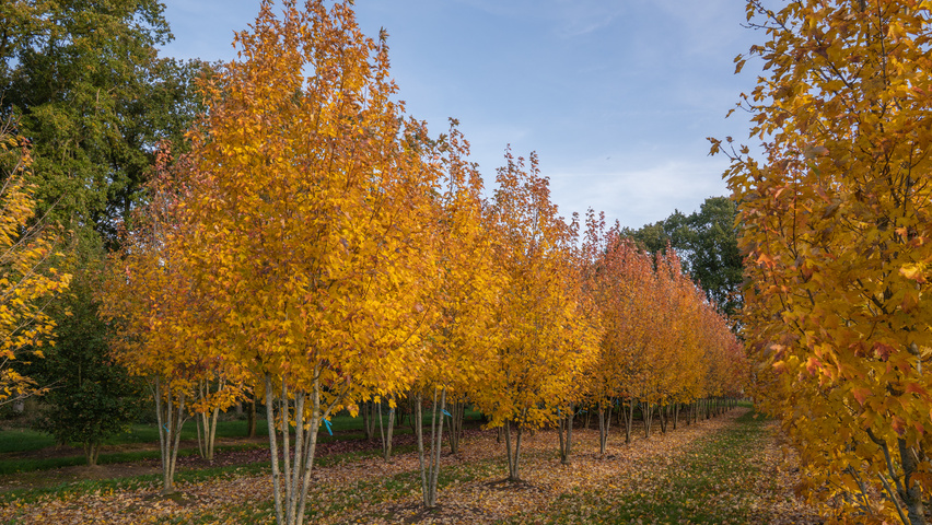 Acer rubrum 'Karpick' multi-stem