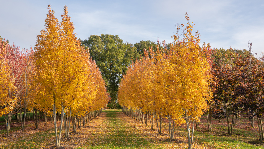 Acer rubrum 'Karpick' multi-stem